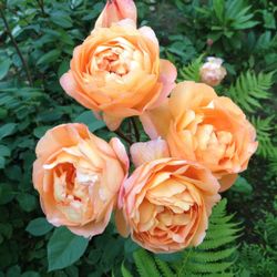 Леди Эмма Гамильтон (Lady Emma Hamilton)