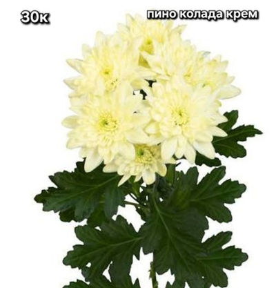 САЖЕНЦЫ ХРИЗАНТЕМЫ КОРЕЙСКАЯ №30 ПИНО КОЛАДА