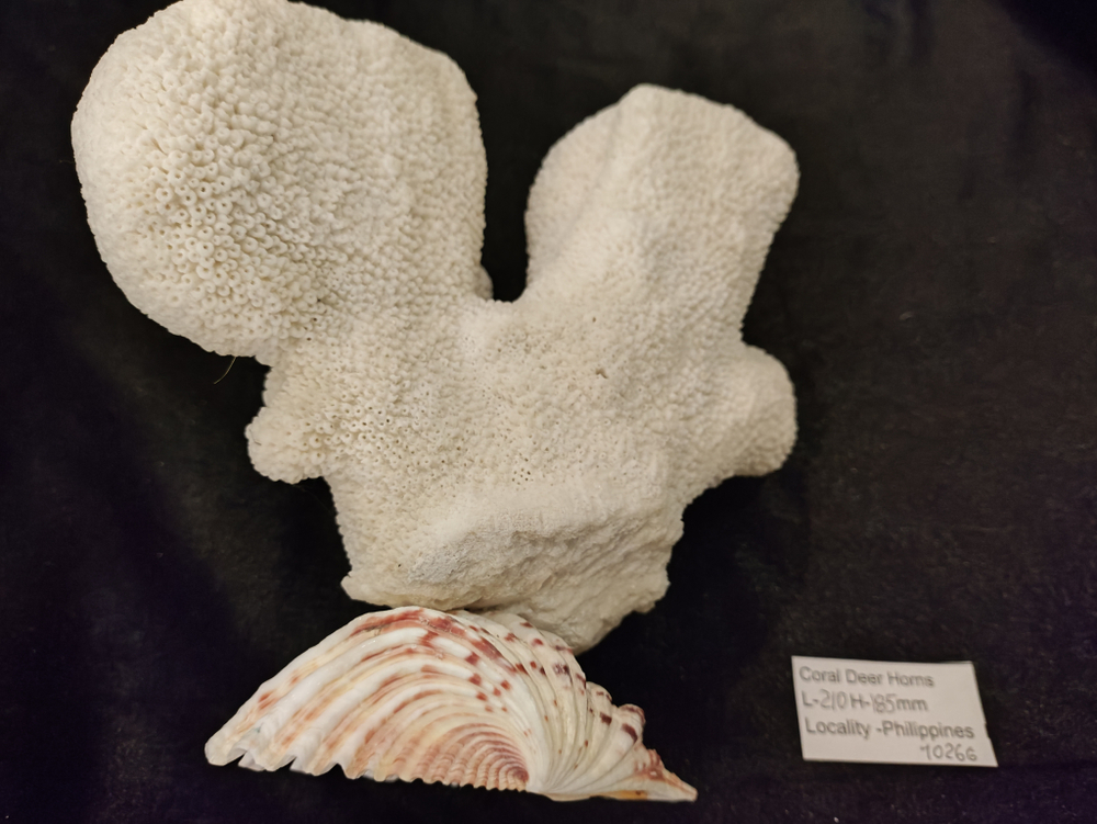 Коралл белый "Олений Рог " 150- 285мм