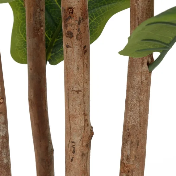 Фикус Лирата высота 180 см, 3 ствола