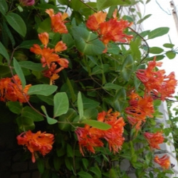 Жимолость Брауна Дропмор Скарлет