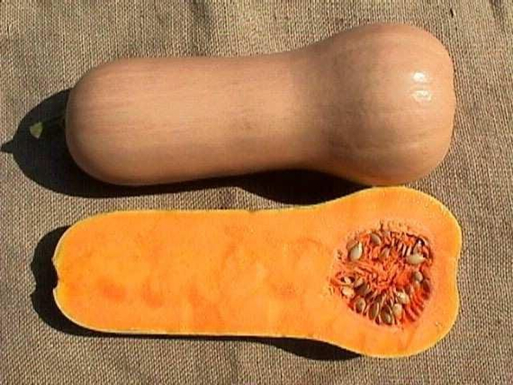 Атлас F1 семена тыквы (Sakata / Саката) – фото 4