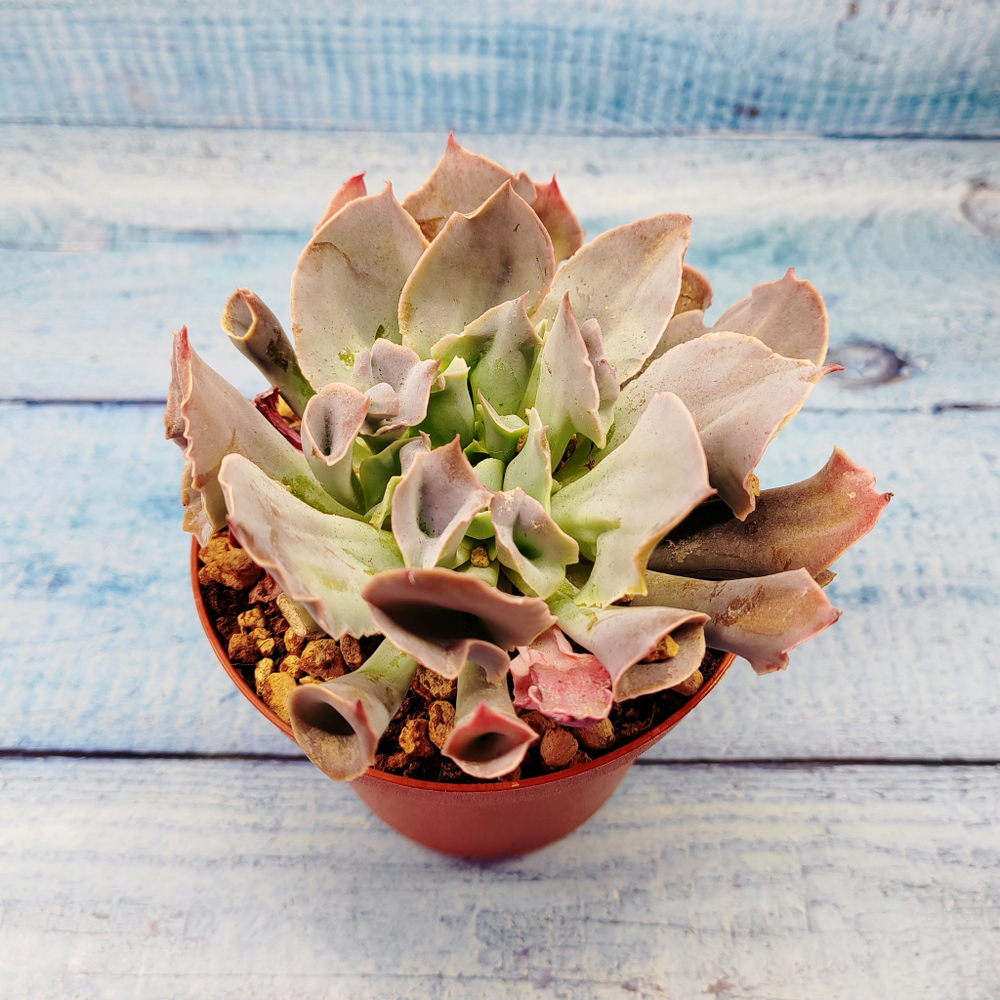 Echeveria Trumpet Pinky (Эхеверия)