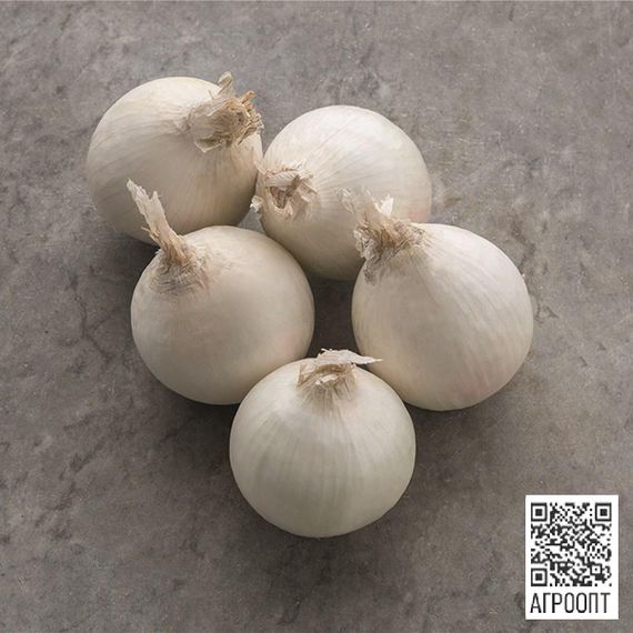 СТАРДАСТ семена лука репчатого (Bejo | Alexagro)