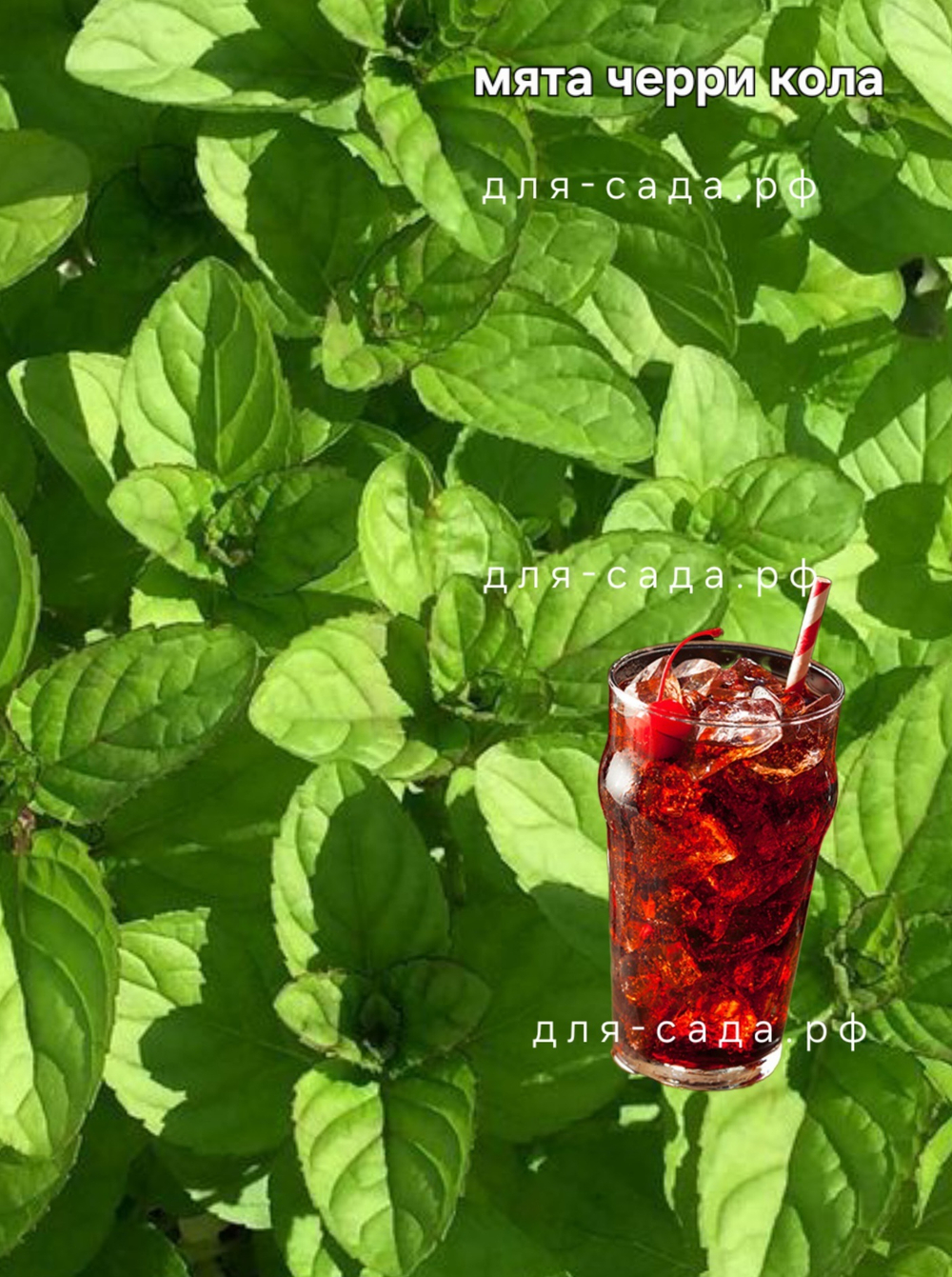 Мята чери кола
