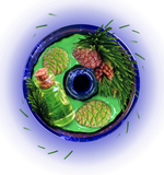 Space Smoke Basic - Siberian Power (125g)