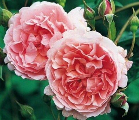 Роза английская Строберри хилл