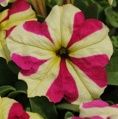 S5902 Петуния крупноцетковая Grandiflora SOPHISTICA® LIME BICOLOR 100 шт.