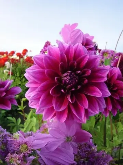 Георгин декоративный Стратос