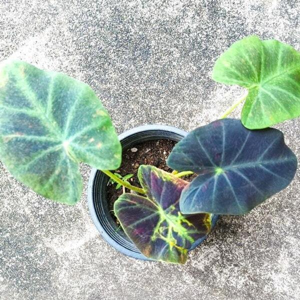 Колоказия MIDNIGHT BRIDE