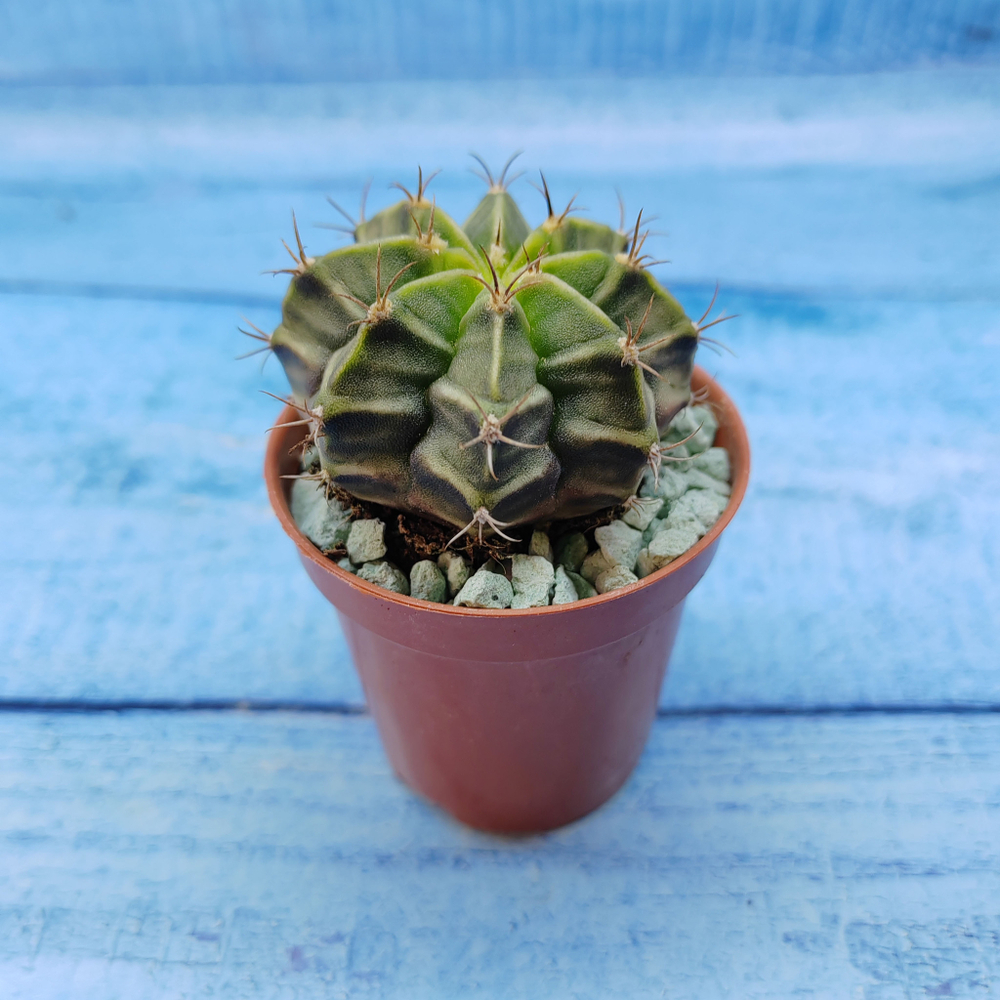 Gymnocalycium Friedrichii (Гимнокалициум)