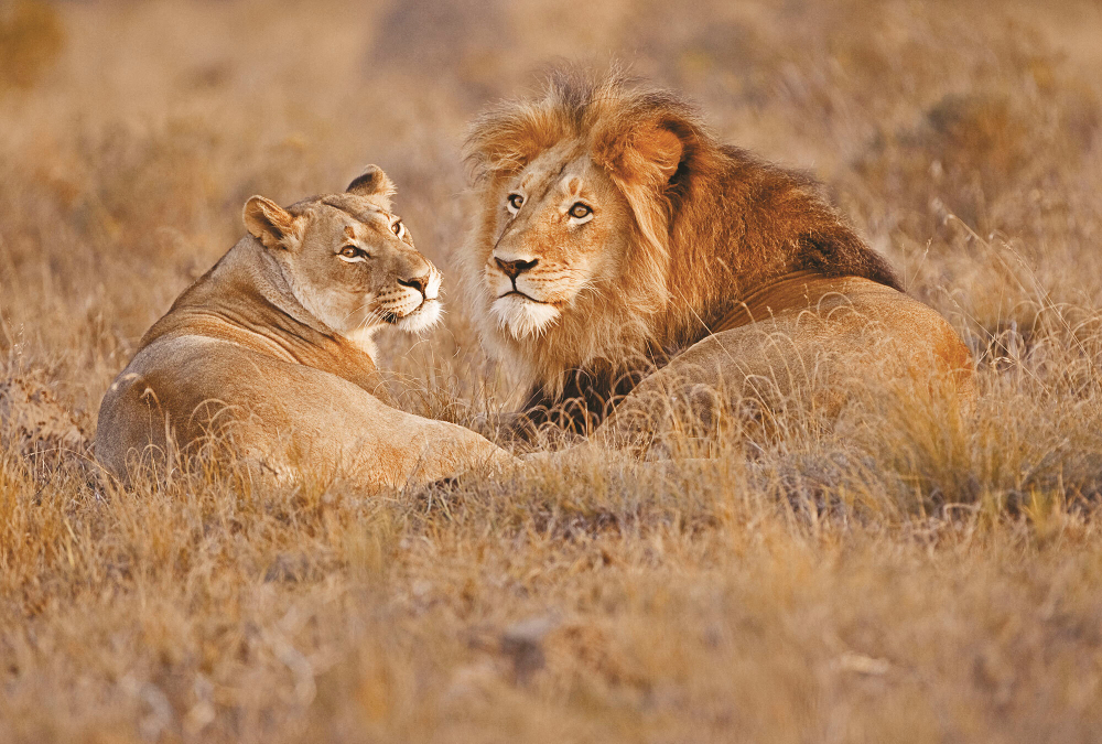 Коллекция Животные