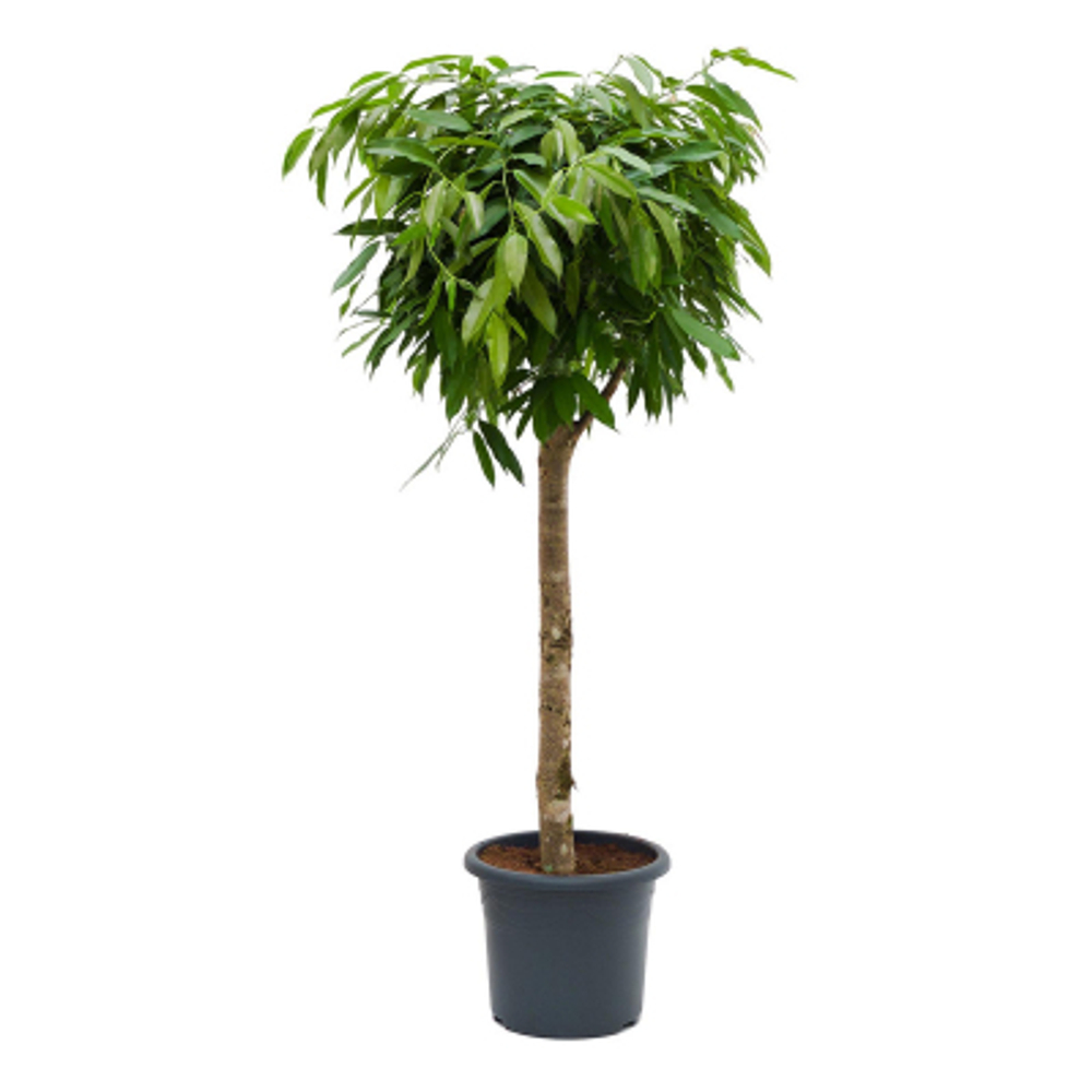 Фикус Orangery ficus amstel king 30/150 stam