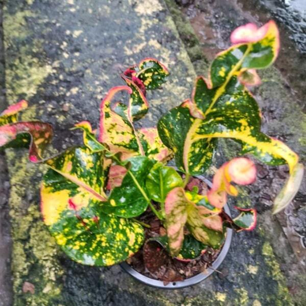 Кротон LAMPHAYA