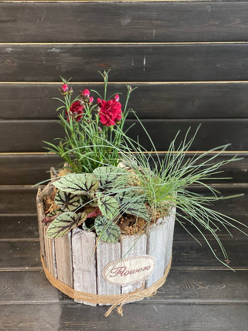 Сад комнатный (минисад)