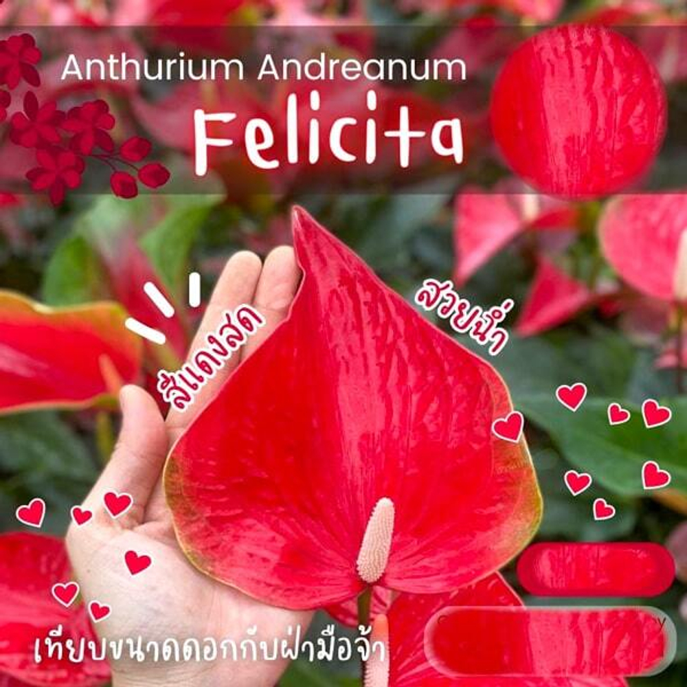 Антуриум Андре FELICITA