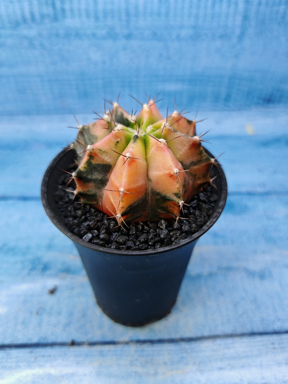 Gymnocalycium Variegata (Гимнокалициум Вариегатный)
