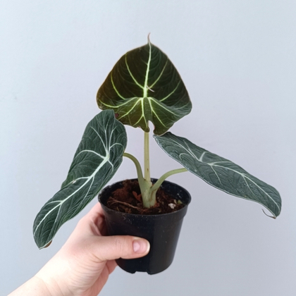 Алоказия Блек Сван