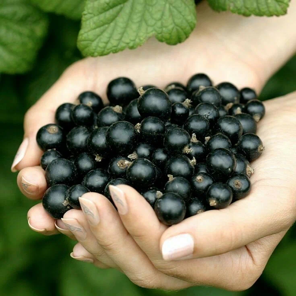 Смородина черная Кудмиг
