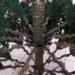 Ель искусственная «Престиж» (Литая хвоя) 120 см / 1,2 м