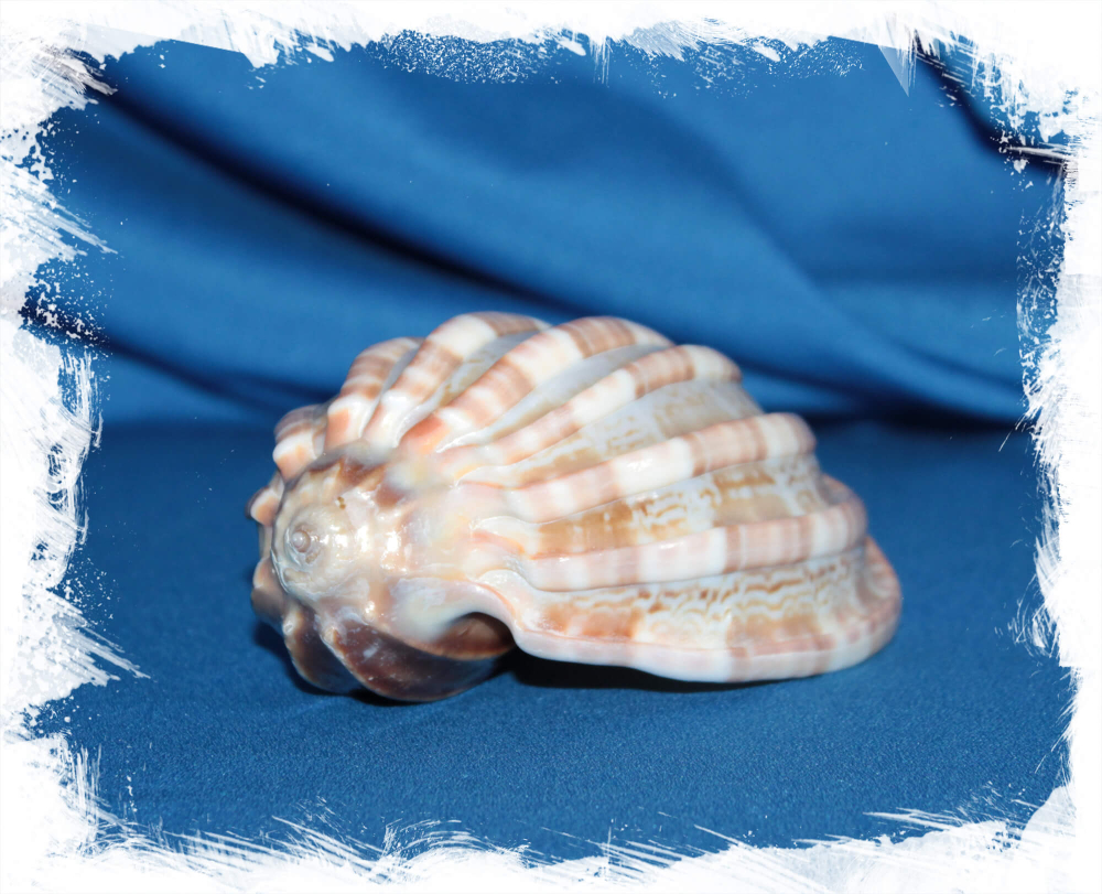 Ракушка Харпа мажор