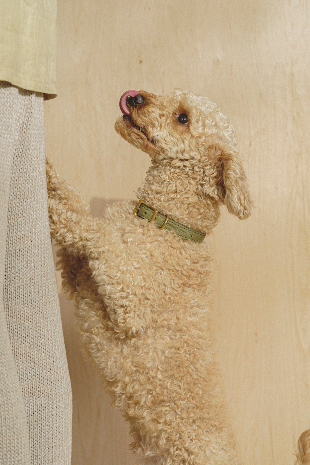 Классический прямой ошейник Зеленый