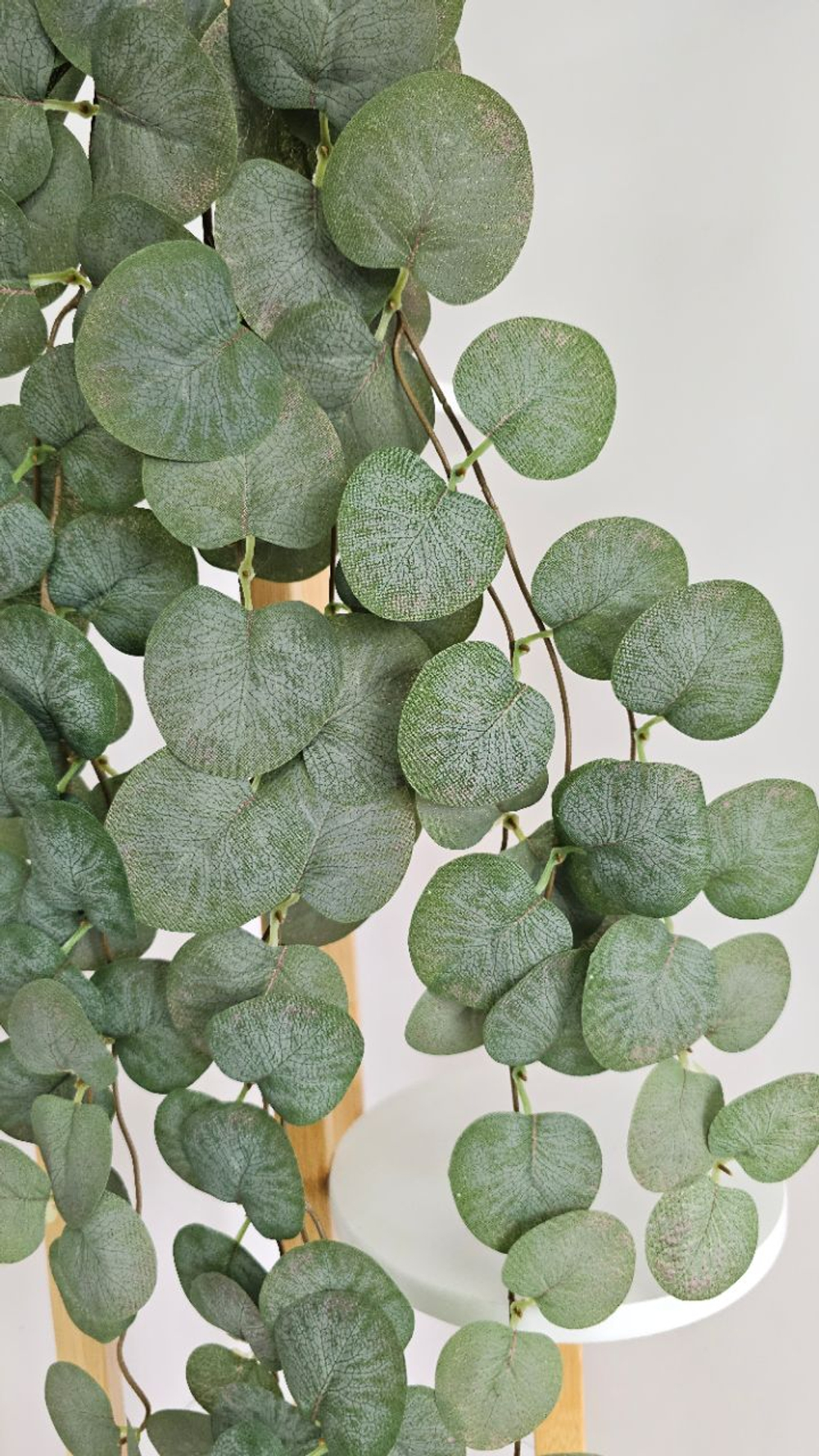 Эвкалипт ампельный / Арт 4422