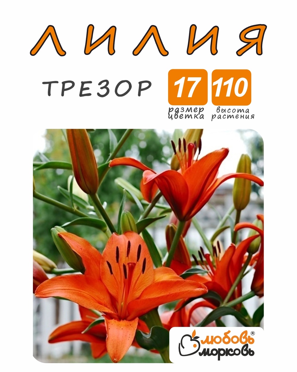 Лилия Луковица, Трезор, разбор 18/20, 1шт