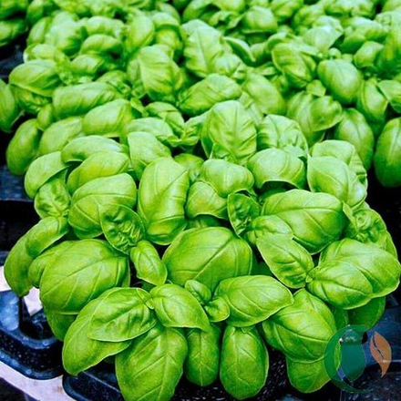 Cемена базилика овощного Эмили,  Enza Zaden, 0,5 гр.