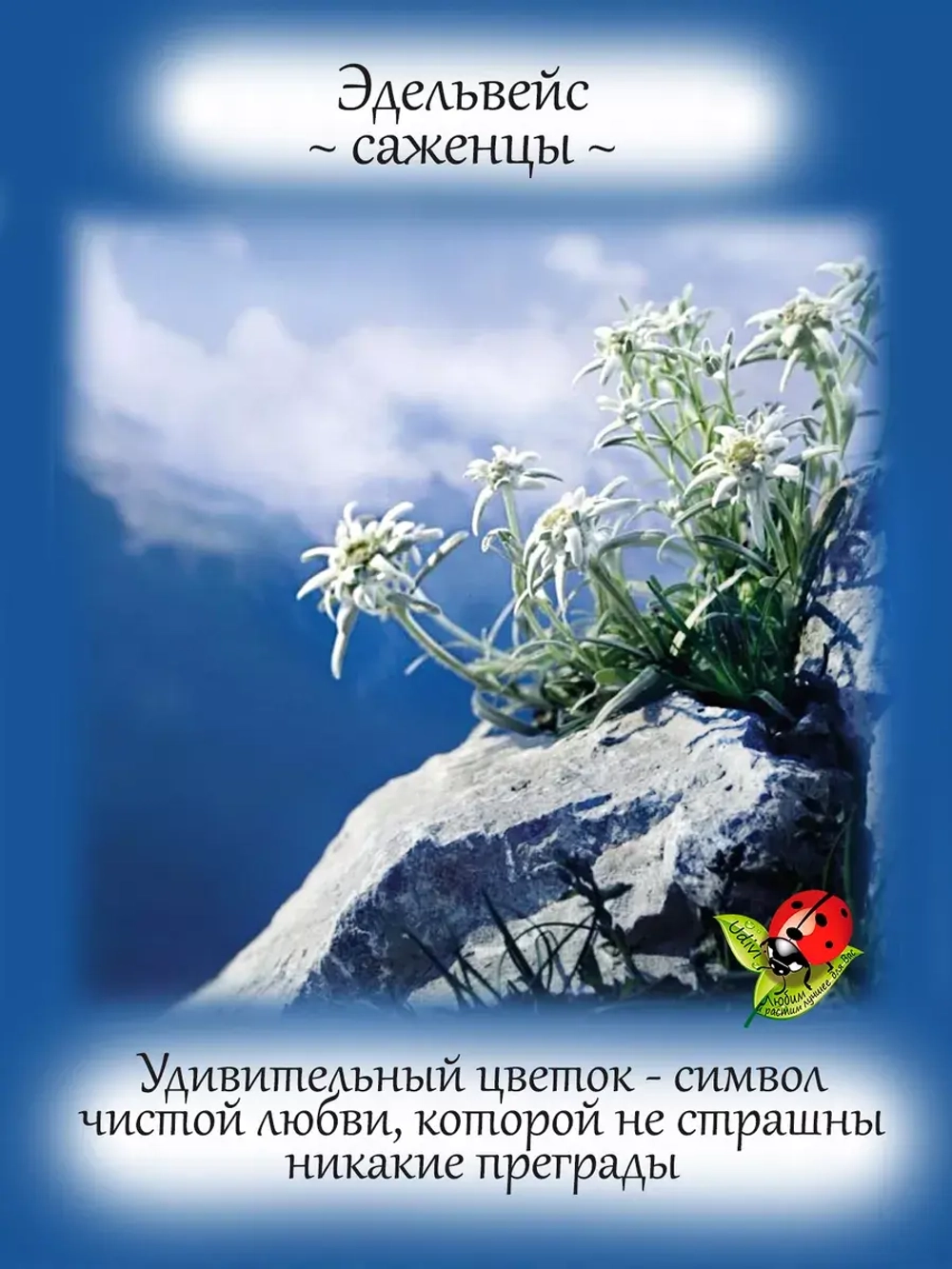 Эдельвейс горный цветок Любви многолетний