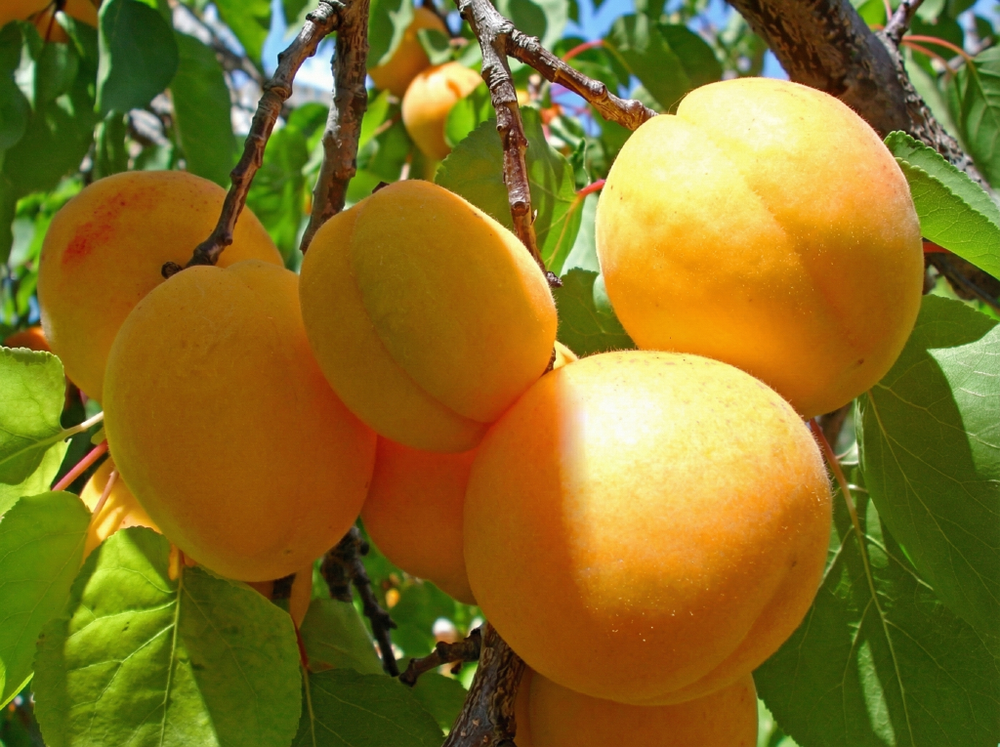 Саженец Абрикоса «Погремок» (Ранний, Крупный, Самоплодный)