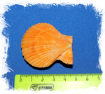 Цветной морской гребешок двойной 3,5 см