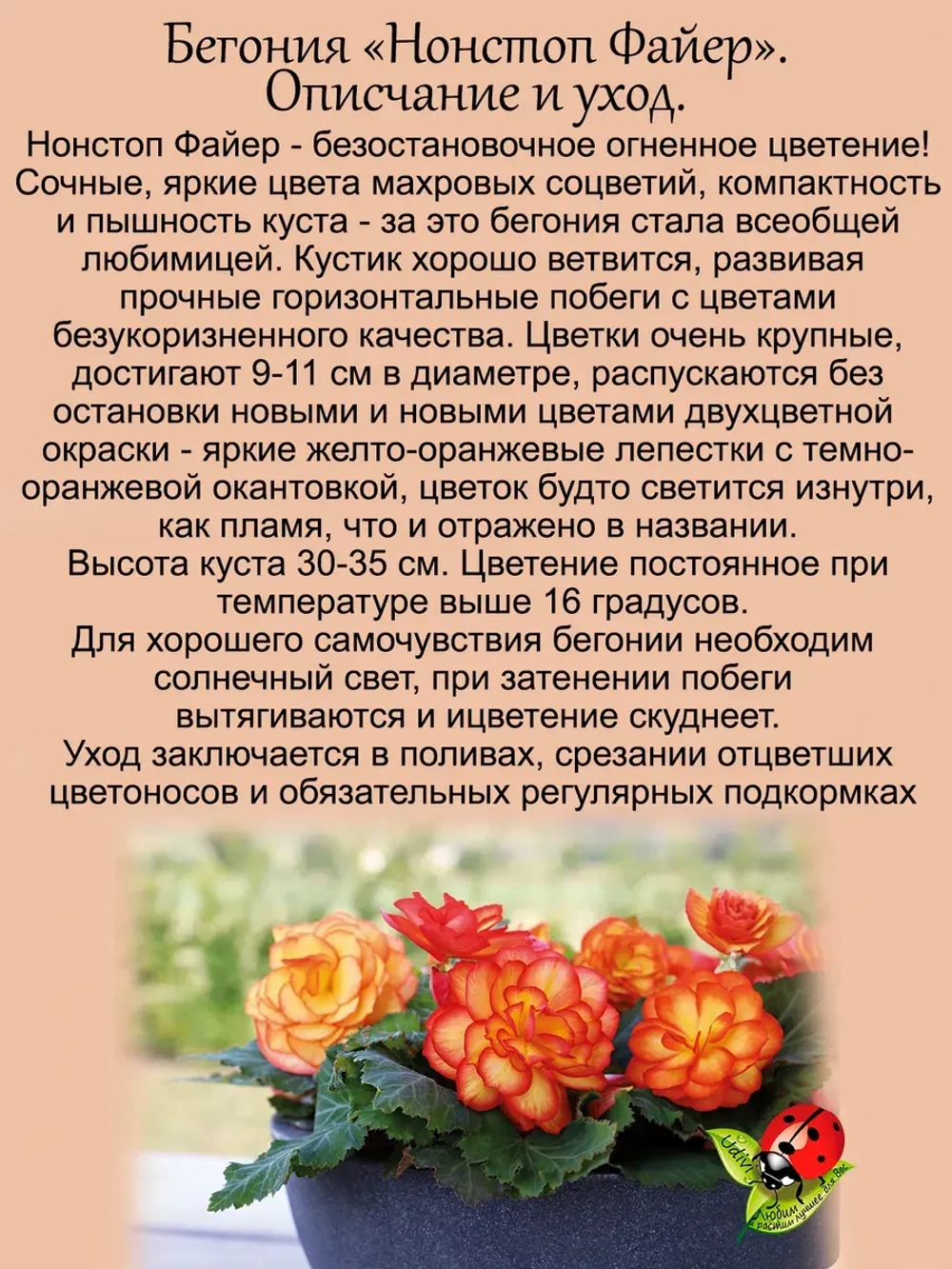 Бегония Нон стоп Файер