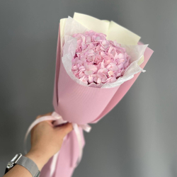 Hydrangea