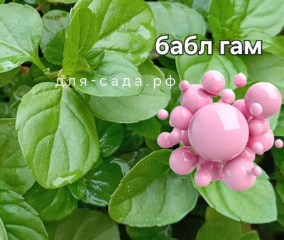 МЯТА БАБЛ ГАМ