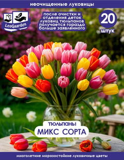 Тюльпан Луковицы неочищенные, Микс сортов, 20 шт+