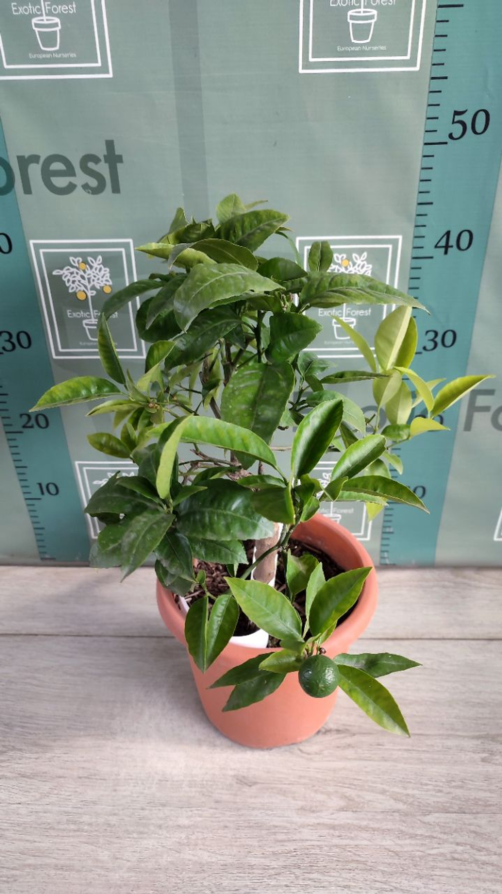C. deliciosa × C. sinensis “Cadenera”