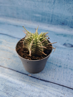 Euphorbia meloformis f. Variegated (Эуфорбия вариегатная)