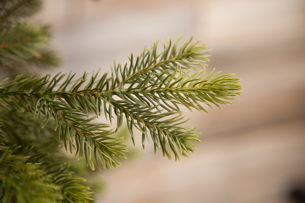 Ель Уэльская 120см зеленая Triumph Tree