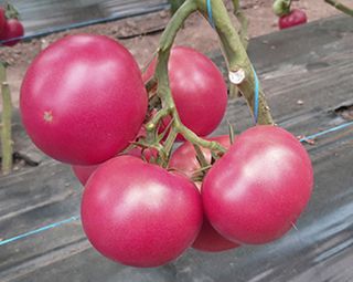 Томат Геннадич F1 500 (семян)