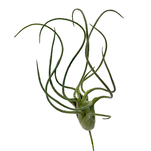 Тилландсия артишок мини 28х17 см