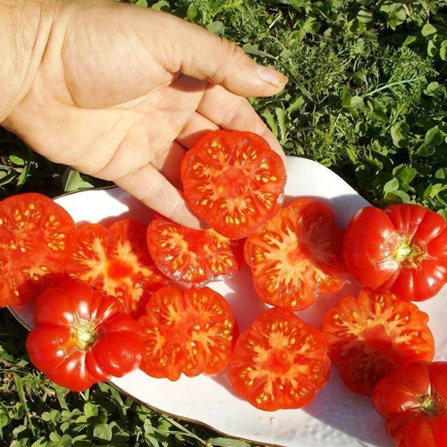 Помидоры С Острова Бали - Bali Tomato