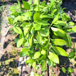 Хойя HEUSCHKELIANA PINK