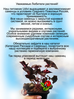 Гейхера Капучино многолетняя