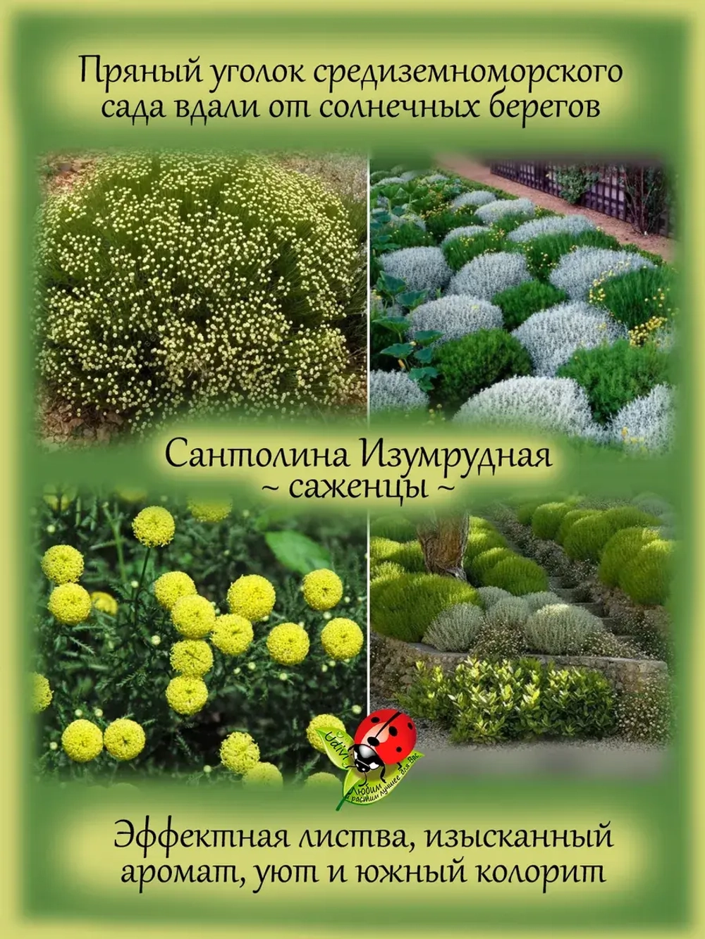 Сантолина Изумрудная вечнозелёная