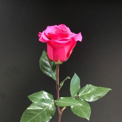 Роза сорт V. I. Pink, плантация Tessa | Опт