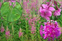 Иван-чай чай 100 гр.