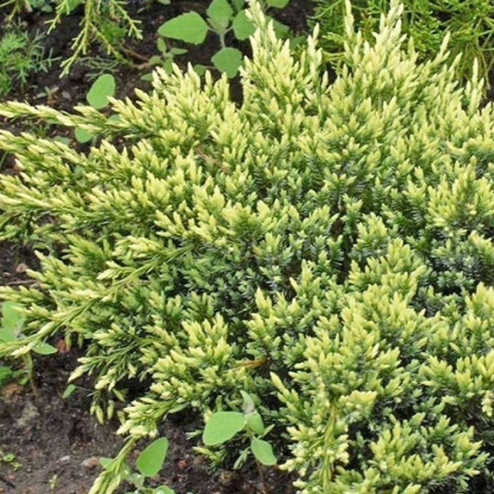 Можжевельник чешуйчатый Дрим Джой