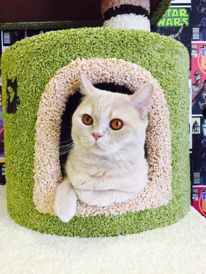 Комплекс для кошек ДВ-2