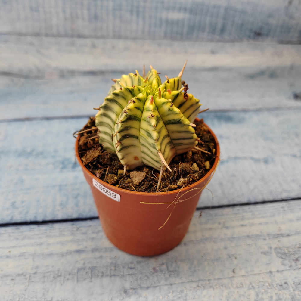 Euphorbia meloformis f. Variegated (Эуфорбия вариегатная)